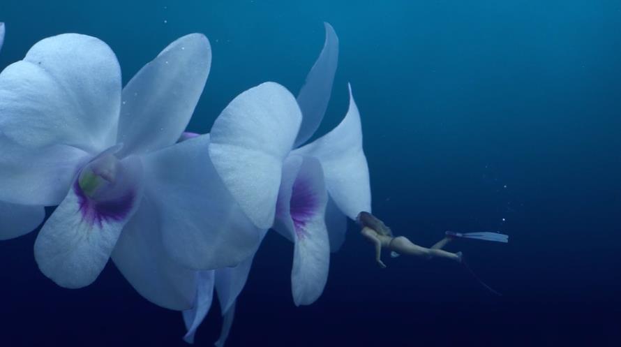 Flower Diver